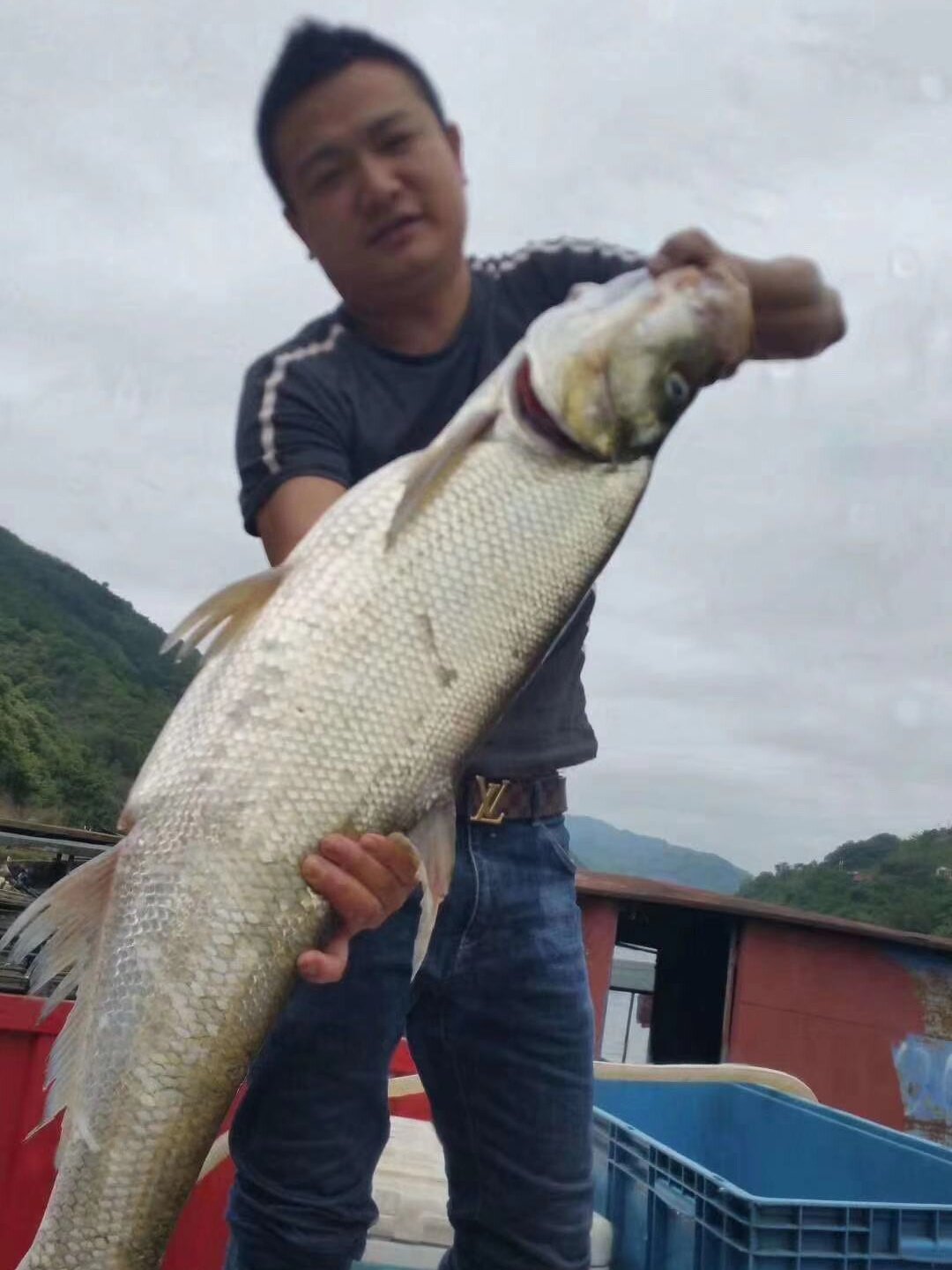 翘嘴鱼苗白鱼凶猛苗翘嘴红鲌苗淡水好养殖食用大米翘壳耐活