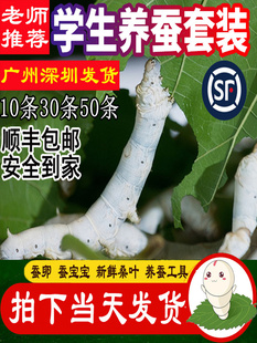 蚕宝宝学生养蚕套装活体桑叶新鲜嫩金丝蚕春蚕卵籽七彩蚕活物幼虫