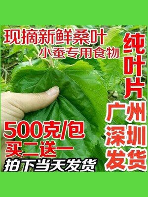 桑叶新鲜小蚕嫩桑叶蚕宝宝饲料桑叶新鲜树苗桑叶叶大农家自种蚕桑