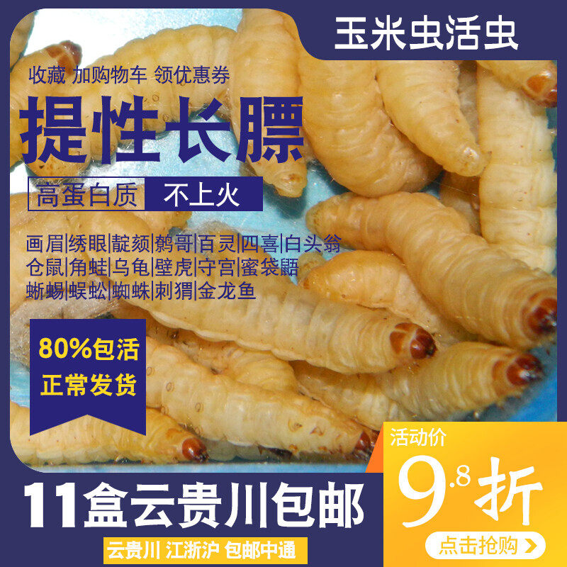 玉米虫活虫画眉鸟食长膘蜜袋鼯零爬虫/鸣虫食物