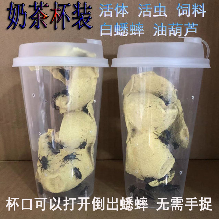 爬宠食物奶茶杯白蟋蟀蜥蜴蜘蛛角蛙龙鱼龟鸟油葫芦蛐蛐活体饲料图片