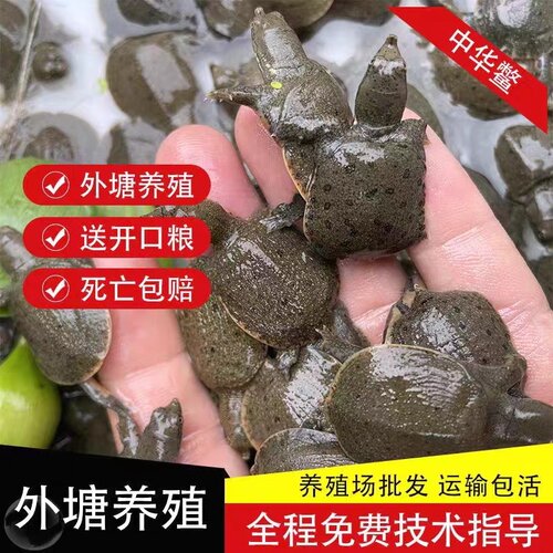 【甲鱼苗产地直供】100只江西南丰外塘冷水鲜活水产3-6g饲养龟鳖