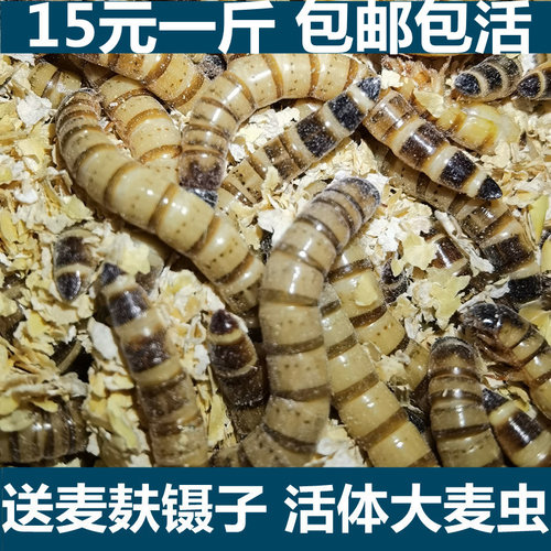 大麦虫包邮活虫鲜活面包虫黄粉虫金龙鱼饲料活体八哥画眉鸟食虫子