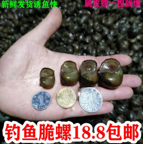 田螺鲜活脆螺钓鱼青鱼泥活体螺蛳饵黑鲩乌青打窝料乌青石螺鲜活