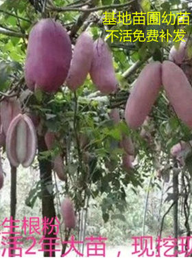 八月瓜树苗无籽少籽甜瓜南方种植