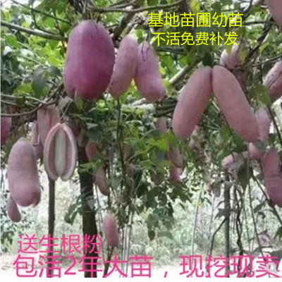 八月瓜树苗无籽少籽甜瓜南方种植