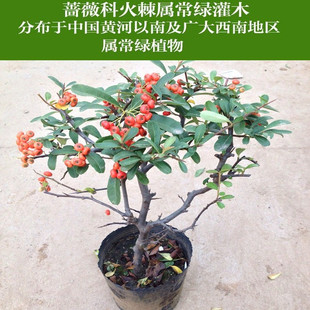 火刺果红刺泡水红子红籽儿水荣籽红籽籽冷饭子救兵粮常绿苗枫娄子