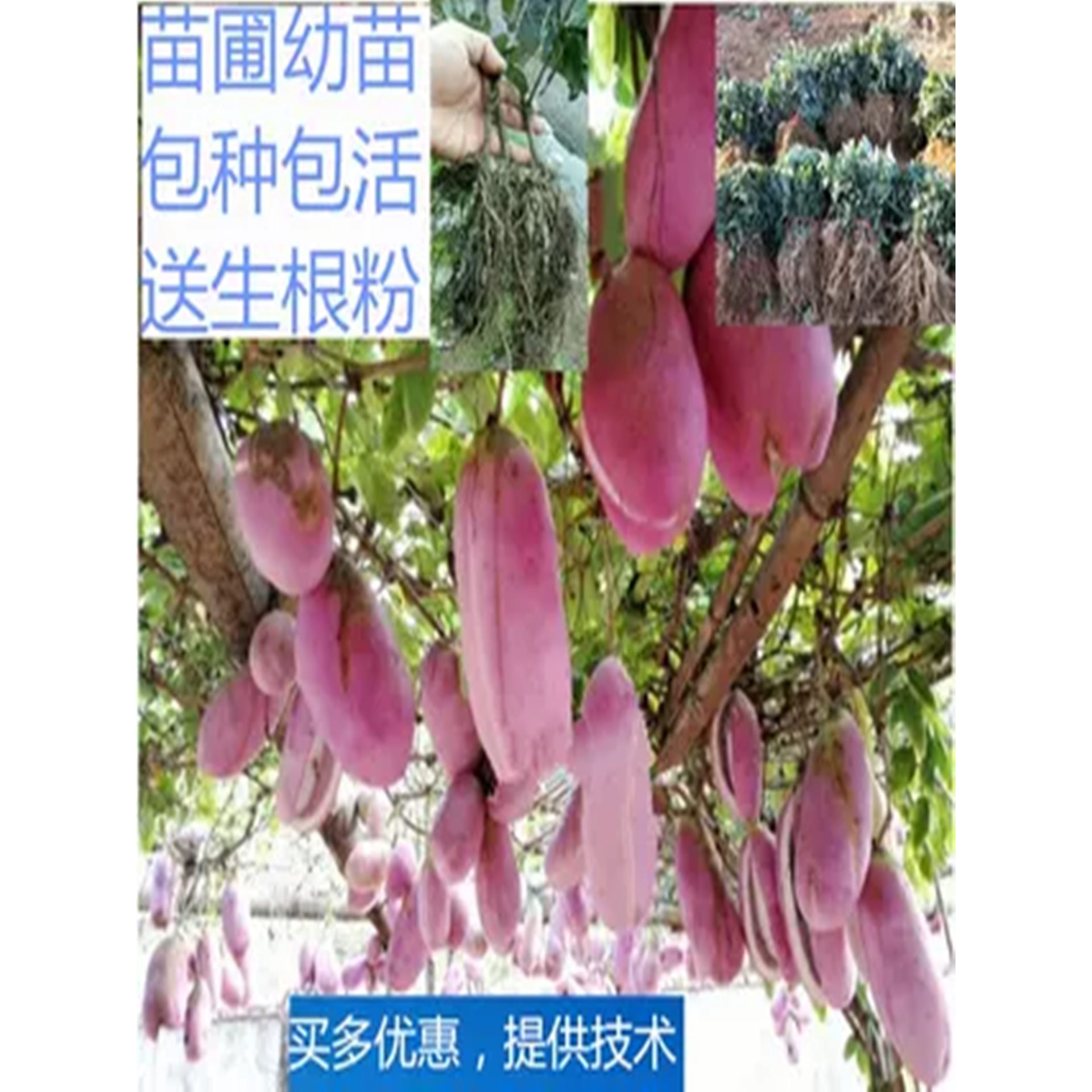 无籽八月瓜树苗三叶南方甜瓜苗