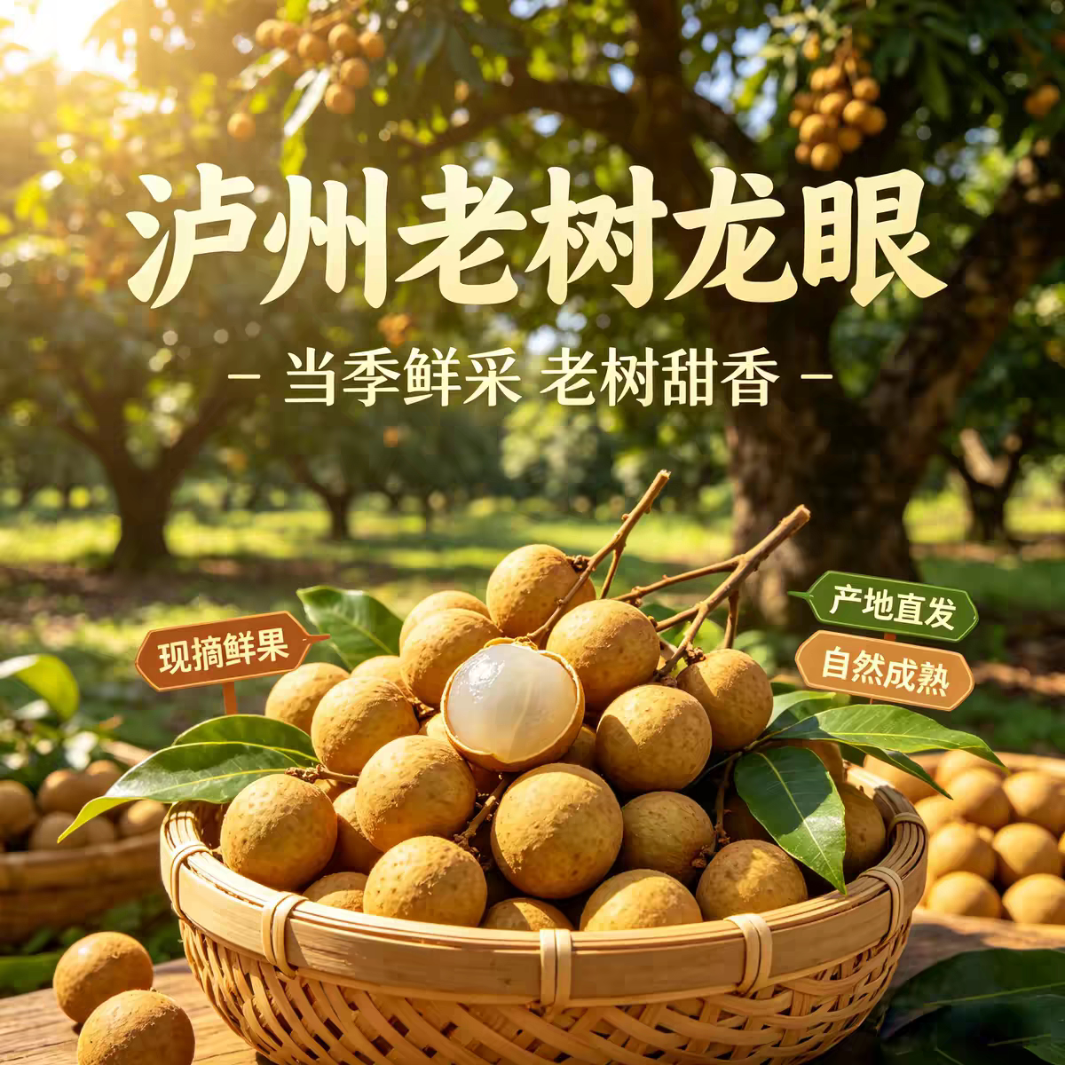 泸州桂圆新鲜老品种老树现摘现发四川特产泸县水果宝石龙眼顺丰