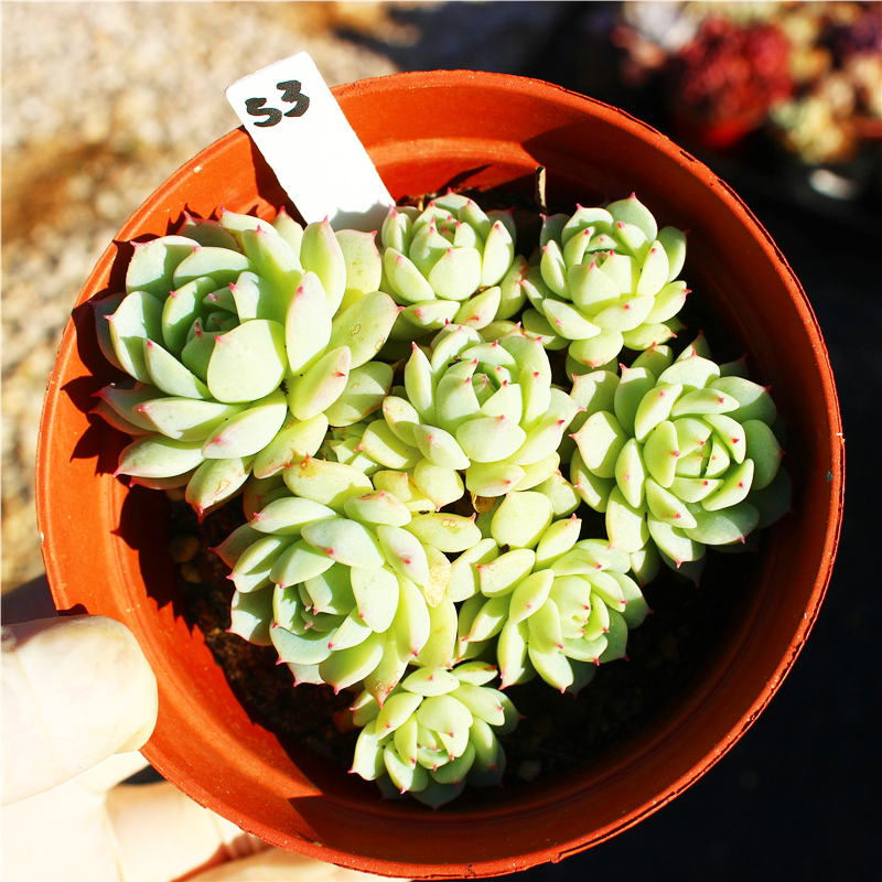 静夜多肉植物价格 静夜多肉植物图片 星期三