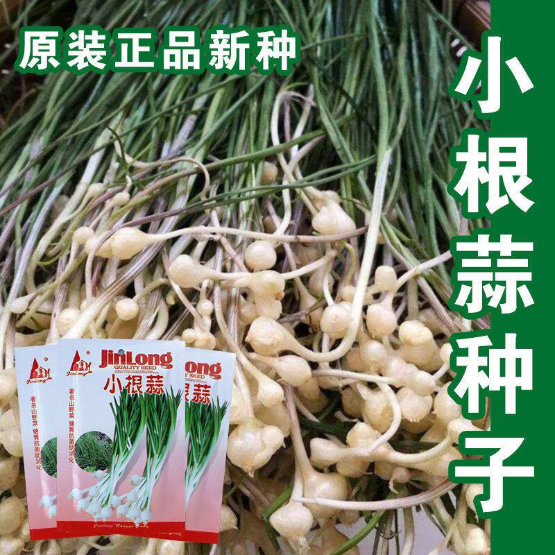 高产野生小根蒜野葱种子薤白种子 耐热抗寒 四