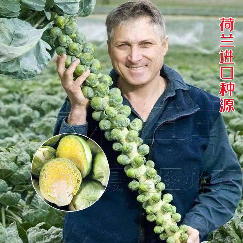 进口小包菜种子特色抱子