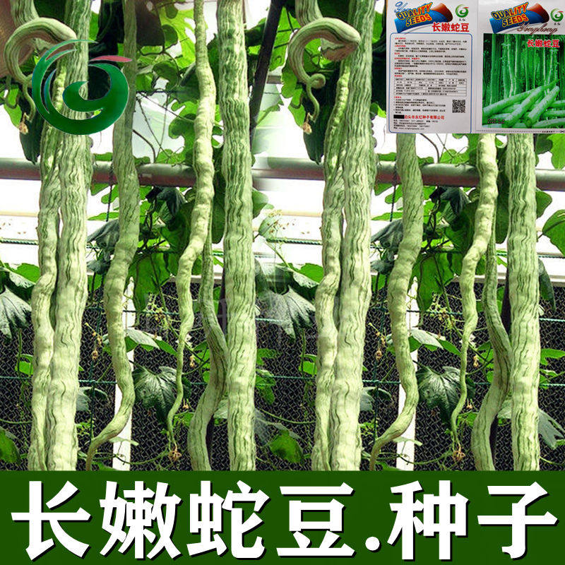 蛇豆种子蛇瓜形长豆角夏
