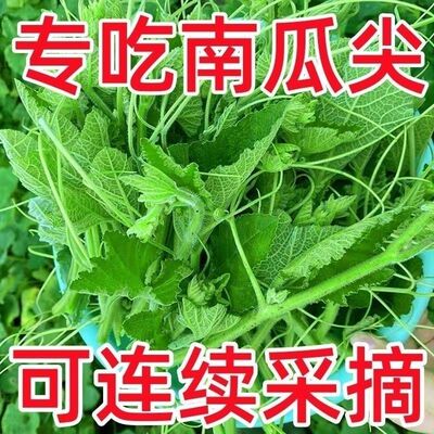专吃南瓜藤种子春秋季播