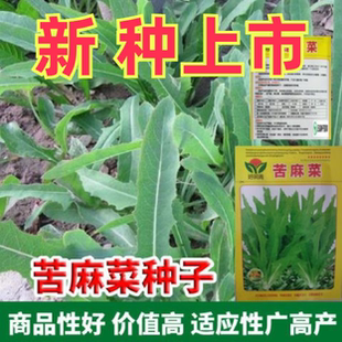 苦麻菜种子曲曲菜种子苦菜子苦葛麻曲麻菜四季播蔬菜种子