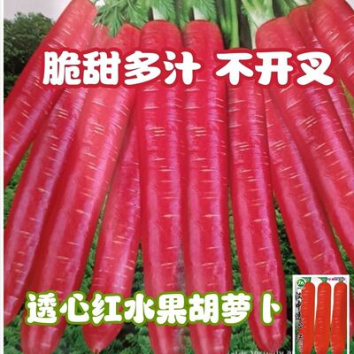 玫瑰红水果胡萝卜种子透