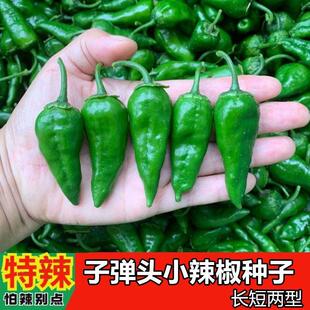 新品种子弹头小辣椒种子盆栽特辣王小青椒超辣尖椒小泡椒辣椒种子