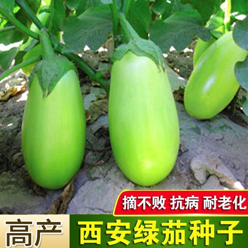 绿罐茄种子西安绿茄种子秧苗高产四季蔬菜种籽青茄子春季秋种子