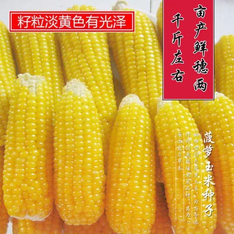 菠萝甜玉米种子四季播种