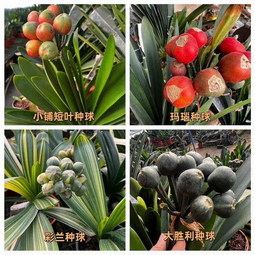 君子兰优良品种种球大胜利种球玛瑙种球彩兰种球小铺短叶种球