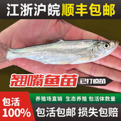 江苏本地特大翘嘴米级翘嘴翘壳刁子淡水大白条鱼翘嘴观赏鱼翘嘴鱼