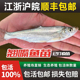 江苏本地特大翘嘴米级翘嘴翘壳刁子淡水大白条鱼翘嘴观赏鱼翘嘴鱼
