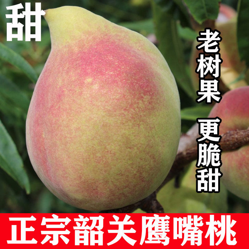 韶关翁源鹰嘴桃新鲜水果广东特产脆桃大果蜜桃精选大果应季孕妇果