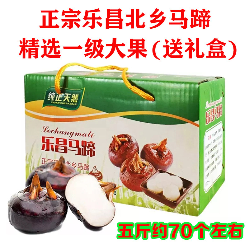 新鲜现挖乐昌北向马蹄脆甜无渣