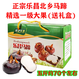 正宗乐昌北乡马蹄广东韶关特产精选一级大果现挖新鲜荸荠脆甜无渣