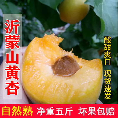 沂蒙山大黄杏现摘现发酸甜水果