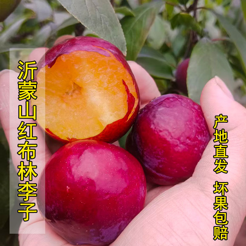 沂蒙山小红布林李子新鲜水果