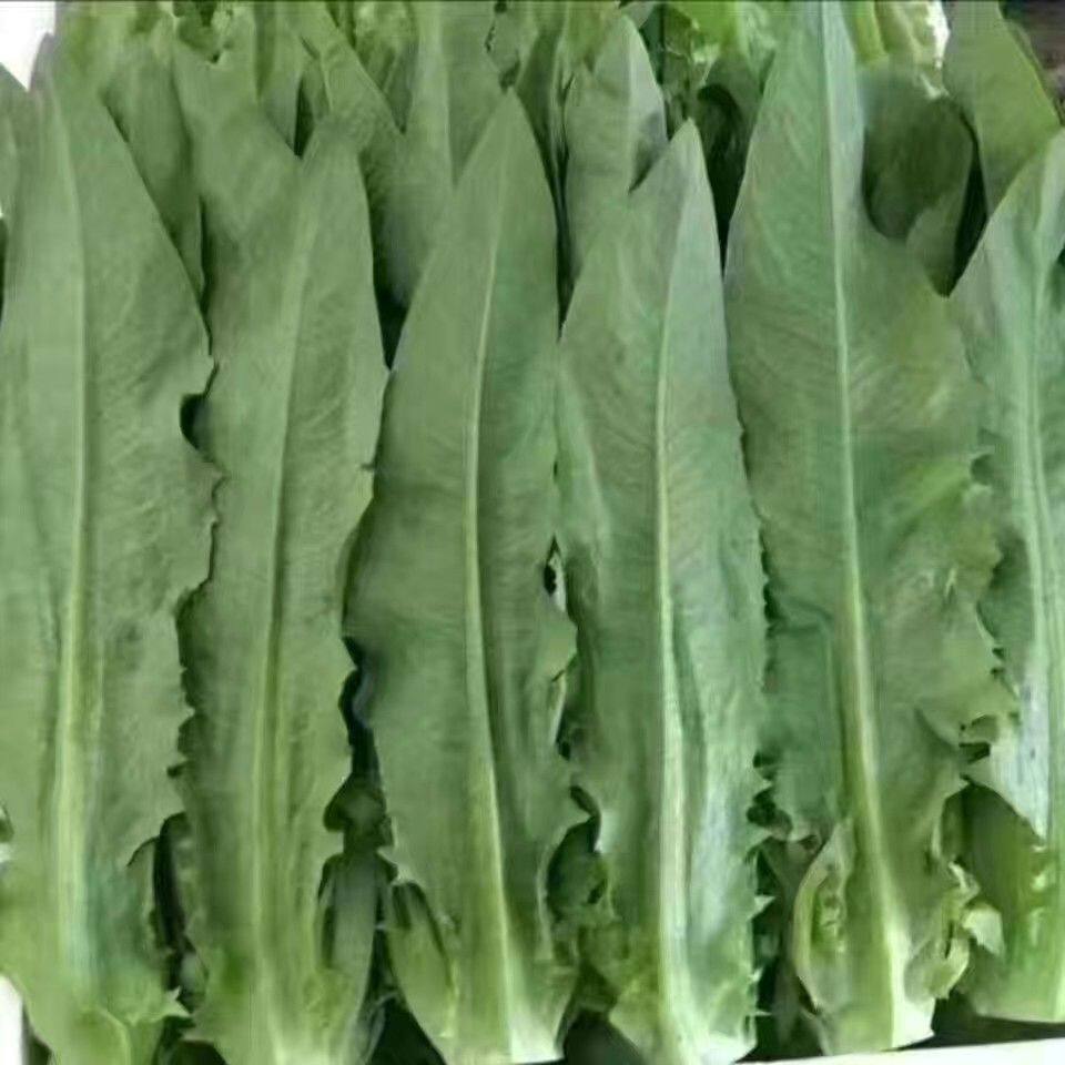 云南新鲜油麦菜莴笋尖莜麦菜生菜凤尾时令叶菜