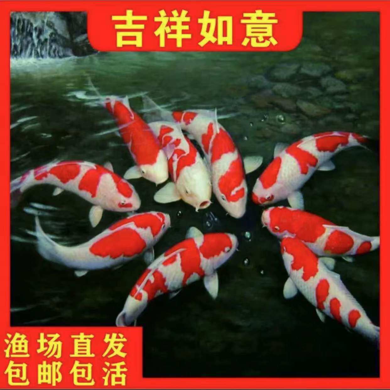锦鲤纯种活鱼红白三色大型好养耐鱼