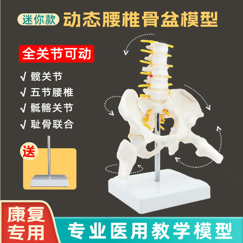 迷你腰椎骨盆模型全关节可动