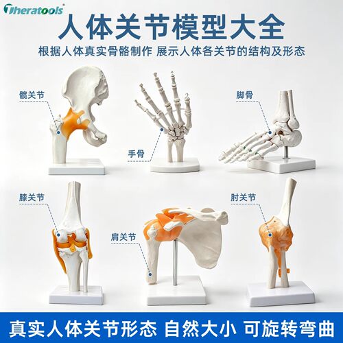 可动关节模型手脚肩肘膝髋