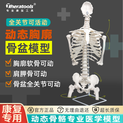 动态人体胸廓脊柱模型