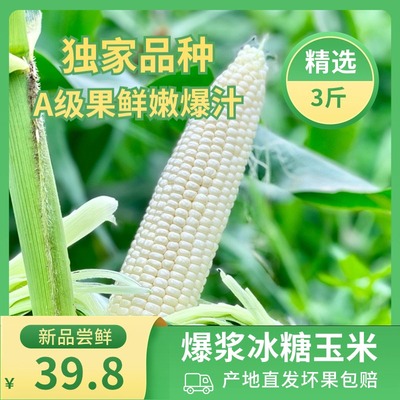 爆浆冰糖玉米鲜嫩多汁皮薄无渣