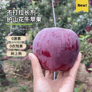 甘肃会宁护山花牛苹果做辅食酥软香粉糯拒绝拉长剂激素做树上全熟