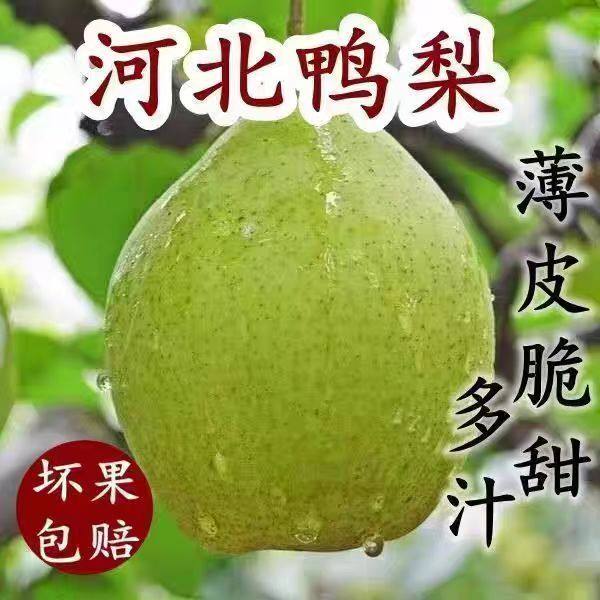 正宗河北鸭梨5斤净重现摘现发