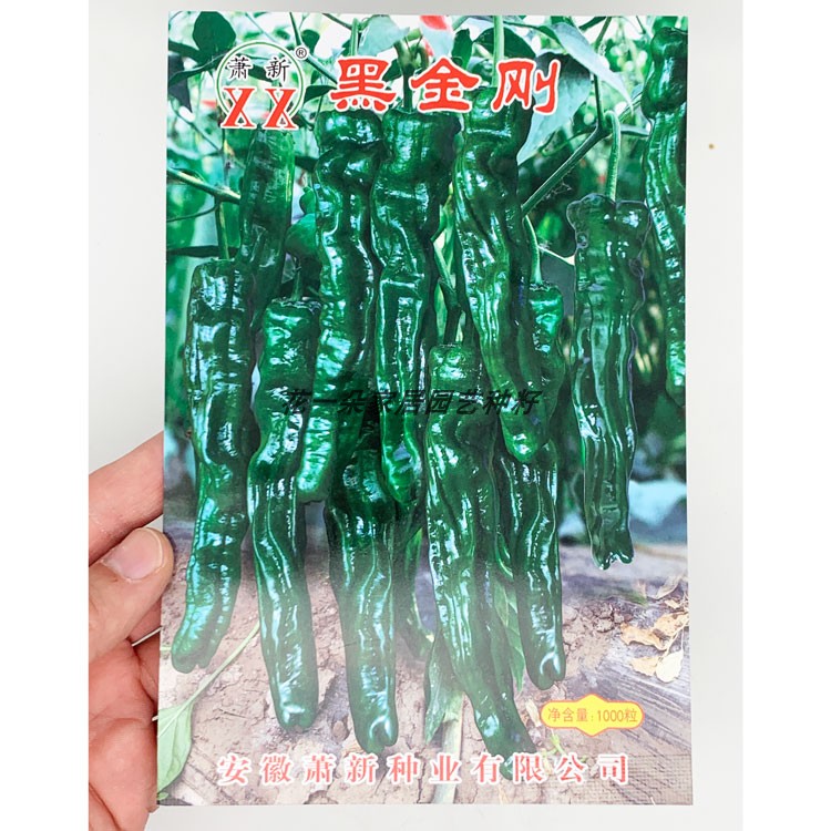 萧新黑金刚皱皮辣椒种籽早熟高产春秋皱皮辣椒薄皮羊角椒种子