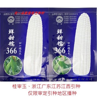 中苗鲜甜糯366白甜糯玉米种籽大棒非转甜加糯白粘糯玉米种子200克