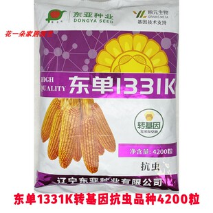 东单1331转基因玉米种籽高产抗虫大棒小钢炮粮饲玉米种子东单1775