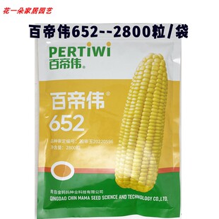百帝伟652纯黄水果玉米种籽大棒非转超甜国审黄甜玉米种子