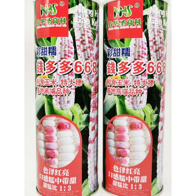 钱多多668彩甜糯玉米种籽高产蔬菜种子/种苗