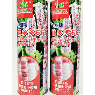 钱多多668彩甜糯玉米种籽高产春季大田甜糯彩色花玉米种子包邮