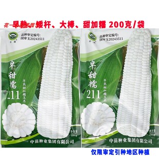 中苗 早甜糯211白甜糯玉米种籽矮杆大棒甜加糯白粘糯玉米种