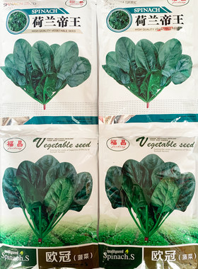 荷兰先锋菠菜种子高产抗病春秋越冬菠菜种黑圆叶阳台盆栽红根菠菜