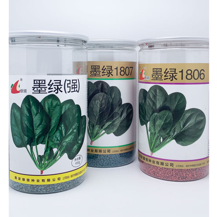 绿领墨绿强菠菜种籽高产抗病春秋黑圆叶红根墨绿1806菠菜种子