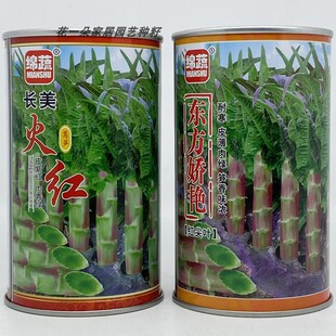 绵蔬长美火红莴苣种籽高产抗病红尖叶耐寒紫红皮绿肉香莴笋种子