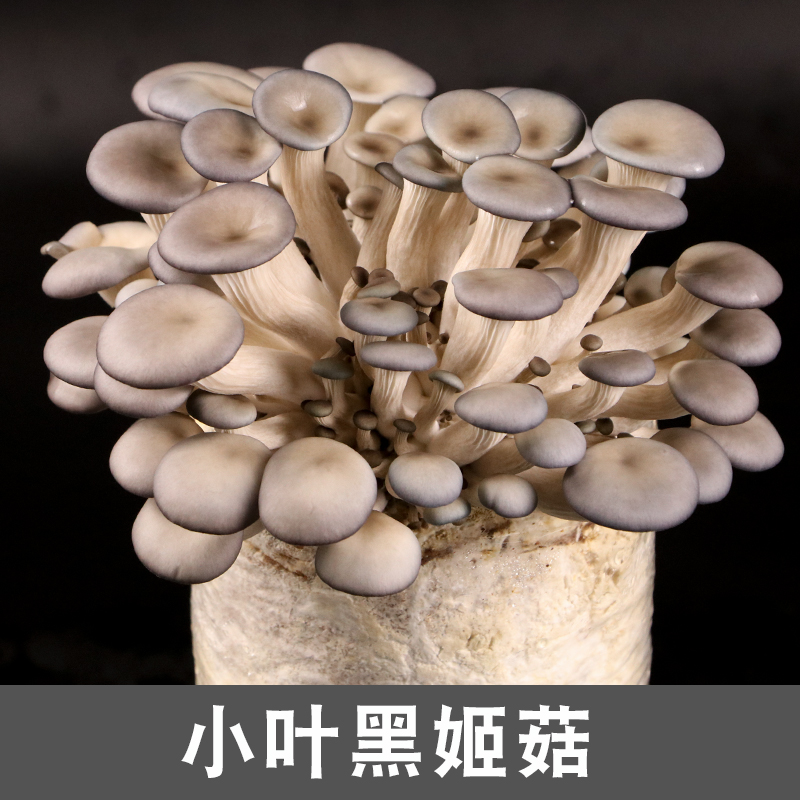 菌种春尚绿珍菌种平菇